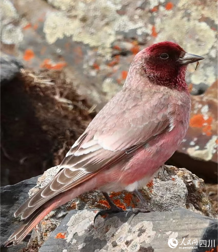 國家二級重點(diǎn)保護(hù)野生動物——藏雀。貢布扎西攝