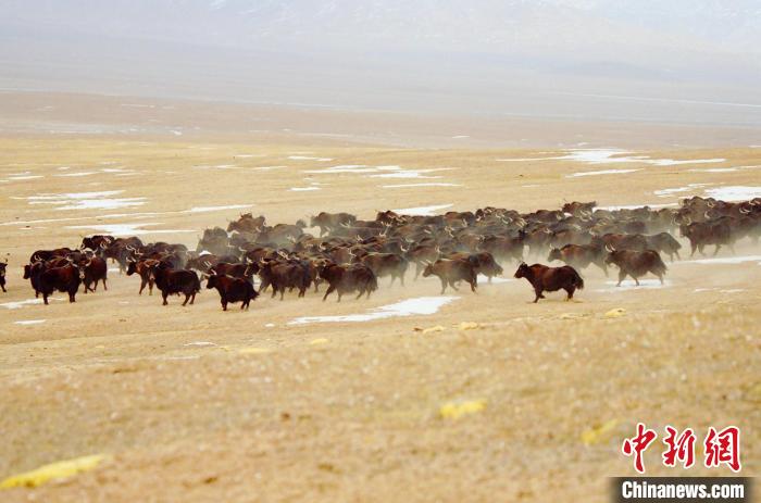 圖為青海省治多縣索加鄉(xiāng)的牛群。(資料圖) 治多縣委宣傳部 供圖