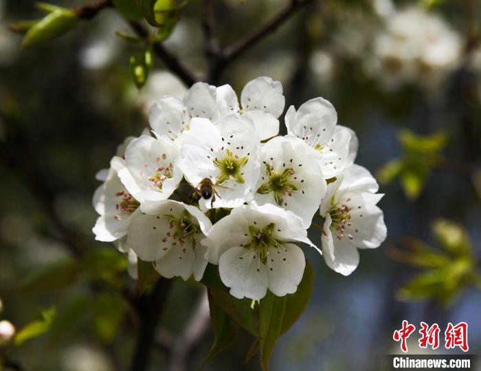 圖為盛開的梨花。　祁增蓓 攝