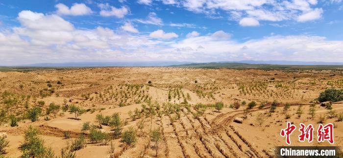 資料圖為貴南縣黃沙頭的防沙治沙草方格?！∑钤鲚?攝