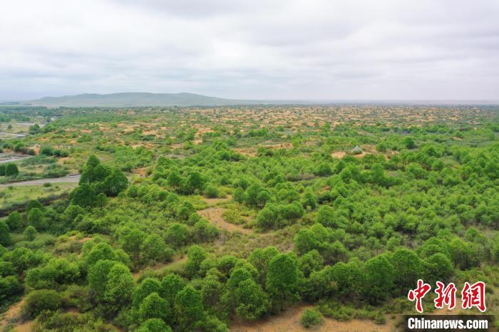 資料圖為航拍黃沙頭防沙治沙區(qū)植被?！∑钤鲚?攝