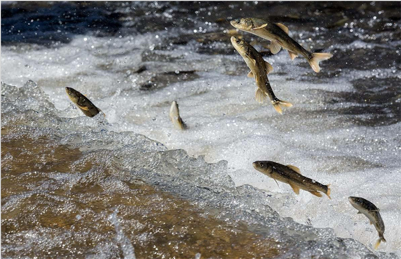 湟魚(yú)洄游。才旦桑吾攝