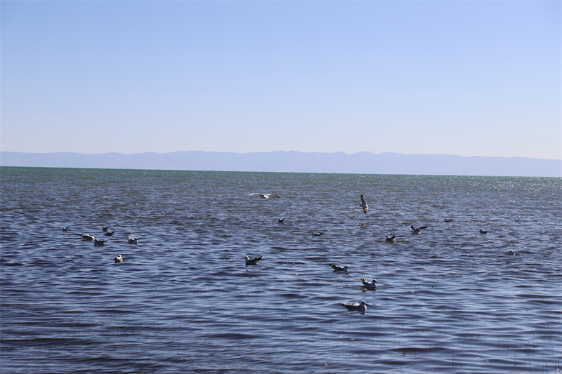 青海湖北岸仙女灣。才旦桑吾攝