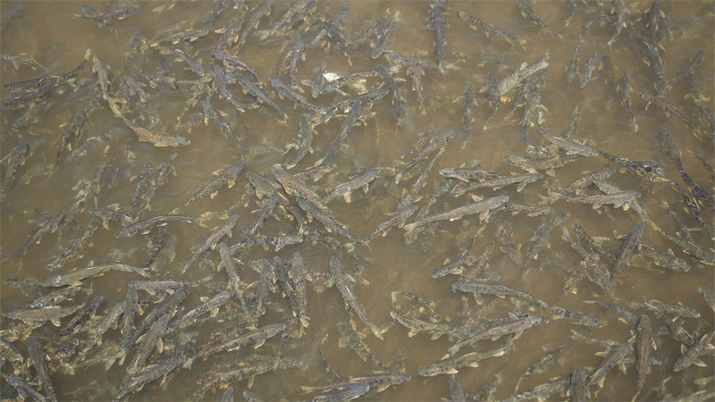 青海湖裸鯉。