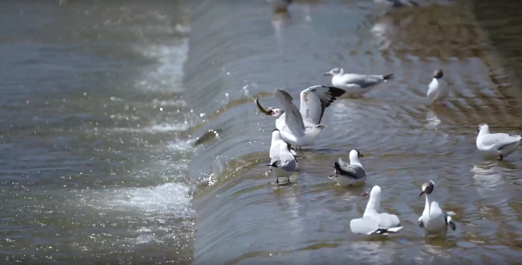 湟魚洄游奇觀。包雷攝