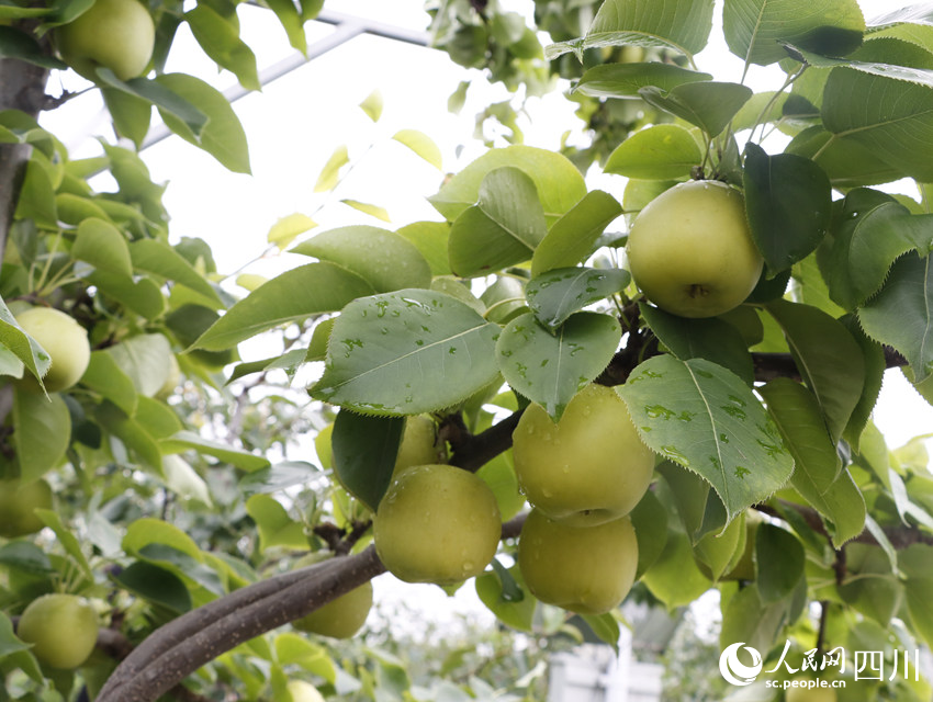 即將上市的雪梨“翠冠”。勾璇攝
