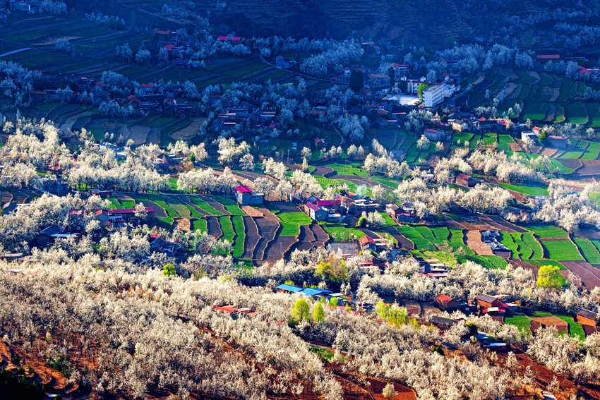 大金川上看梨花，梨云悠悠，滿山遍野潔白一片。金川縣供圖
