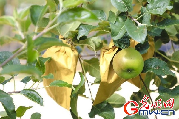 我們的家園｜小蘋果帶動(dòng)大產(chǎn)業(yè)，帶你看看這座阿壩州小村的鄉(xiāng)村振興新模式