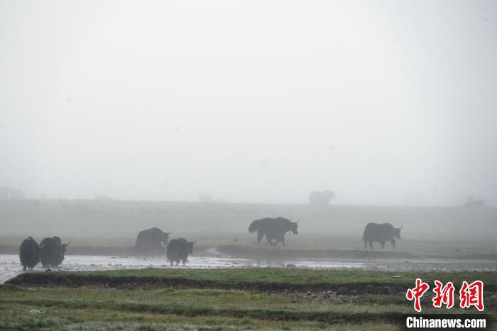 圖為成群牦牛在草灘上戲水漫步，宛如靜美水墨畫?！●R銘言 攝