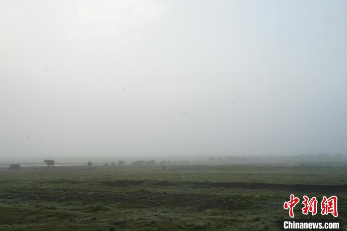 圖為成群牦牛在草灘上覓食、漫步，宛如靜美水墨畫。　馬銘言 攝