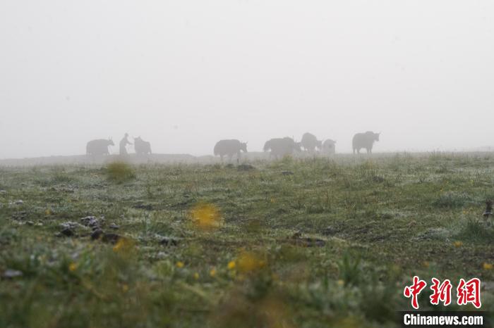 圖為成群牦牛在草灘上覓食、漫步，宛如靜美水墨畫。　馬銘言 攝
