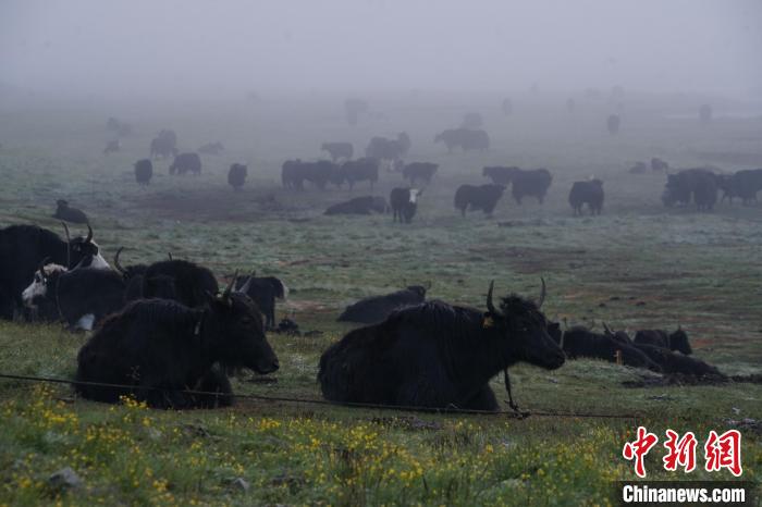 圖為成群牦牛在草灘上覓食、棲息，宛如靜美水墨畫?！●R銘言 攝