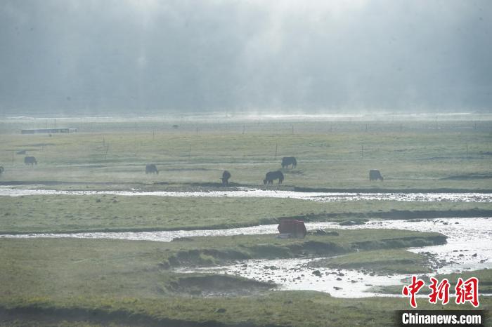 圖為成群牦牛在草灘上覓食、漫步，宛如靜美水墨畫。　馬銘言 攝