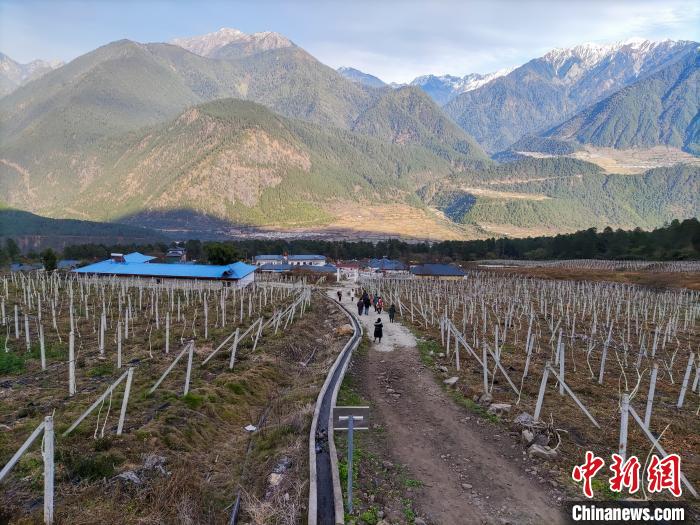 西藏林芝下察隅鎮(zhèn)的獼猴桃種植園。　江飛波 攝