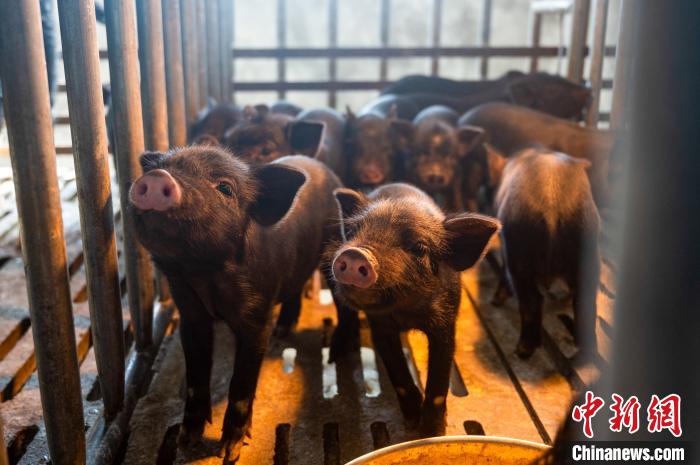 西藏林芝藏豬產(chǎn)業(yè)走上標(biāo)準(zhǔn)化、產(chǎn)業(yè)化之路
