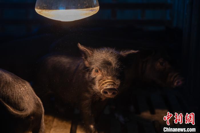 圖為藏豬被稱為“高原之珍”，以口感佳、營(yíng)養(yǎng)價(jià)值高而聞名?！『闻罾?攝