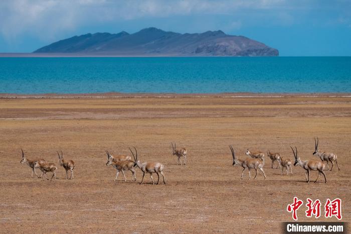 圖為西藏第一大湖色林錯湖畔的藏羚羊群休閑覓食?！〗w波 攝