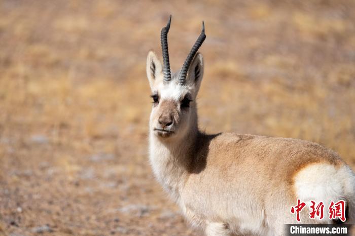 圖為西藏藏原羚，藏原羚是青藏高原特有種，也被稱為西藏黃羊?！〗w波 攝