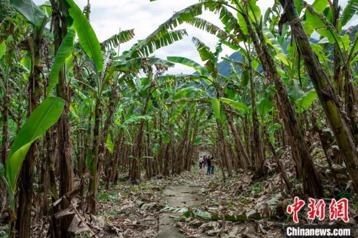 墨脫公路沿線的芭蕉林。