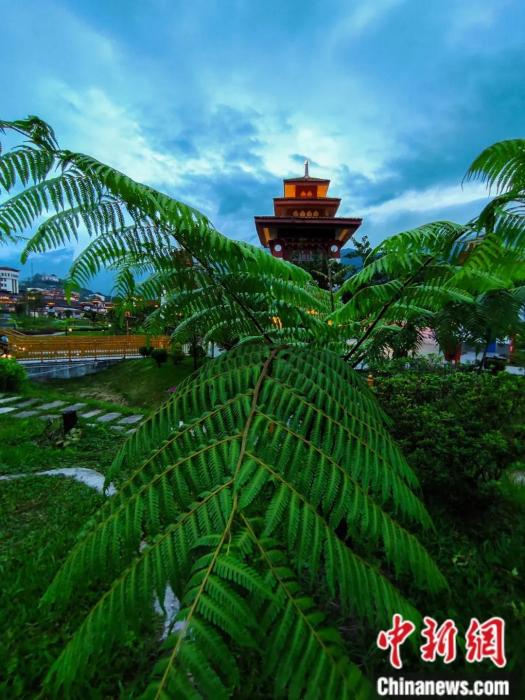 墨脫縣城公園里的桫欏。