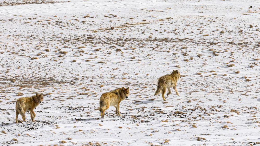 狼。金阿次仁攝