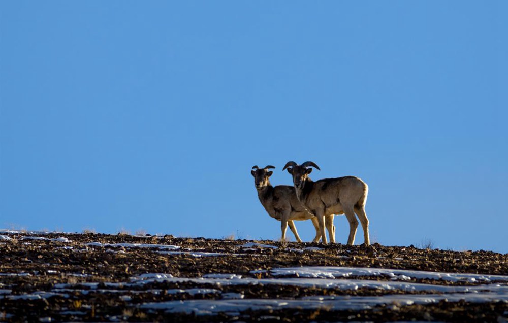 盤羊。金阿次仁攝