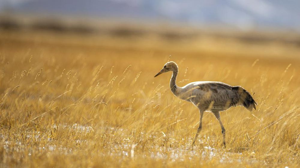 黑頸鶴幼鳥。金阿次仁攝