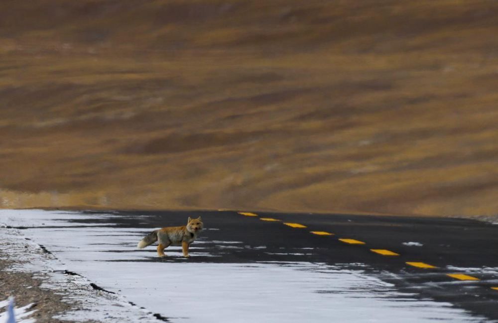 藏狐。金阿次仁攝