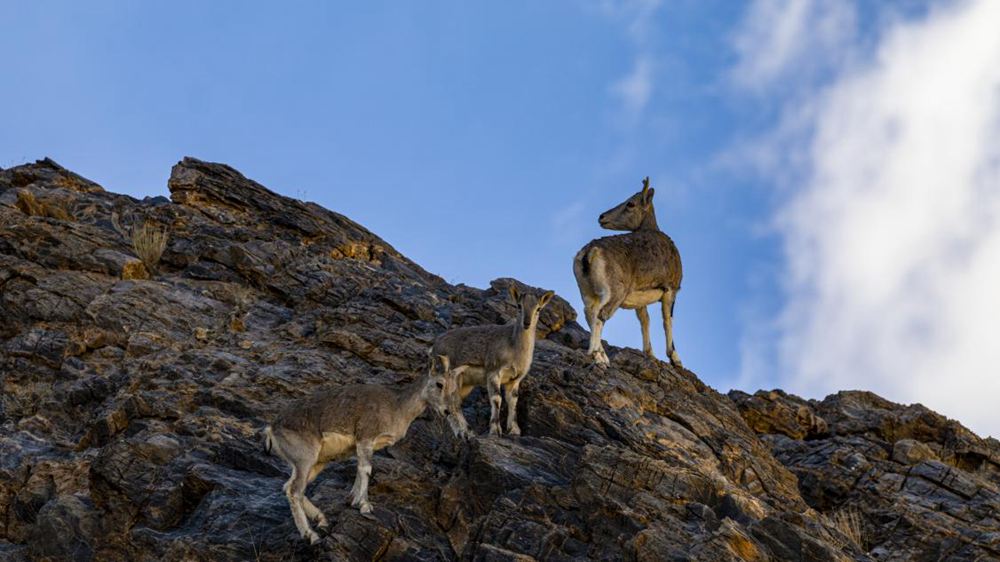 巖羊。金阿次仁攝