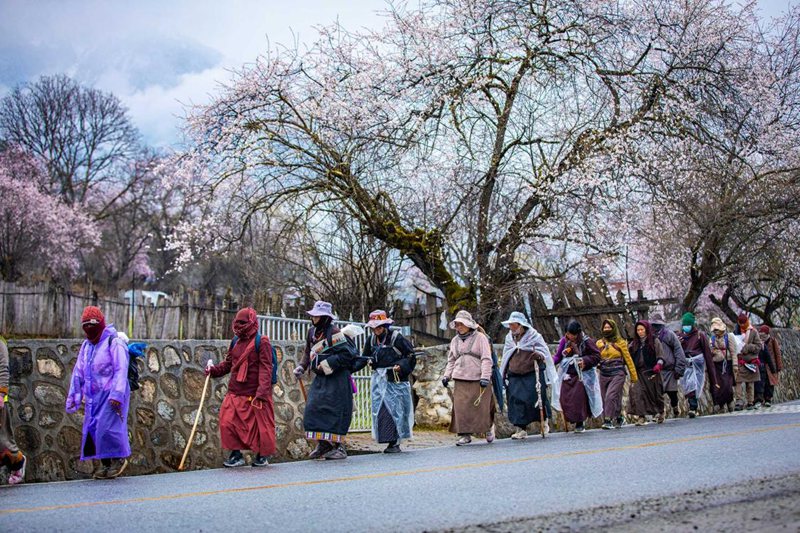 下雨了，漫步在桃花下的村民。張靜攝