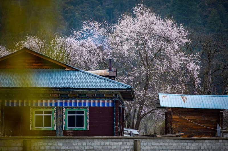 桃花掩映下的村莊。張靜攝