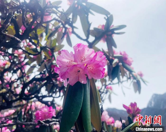 近日，西藏自治區(qū)山南市加查縣索囊溝的杜鵑花競相綻放?！∪轿木?攝