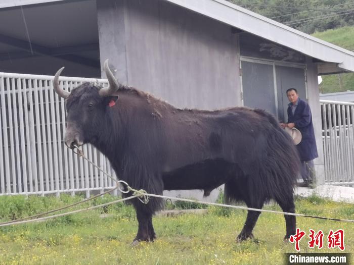 探訪全國最大牦牛產(chǎn)學(xué)研基地：“大通牦?！备牧己笠峒s180萬頭