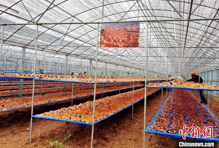 圖為紅太陽科技示范家庭農(nóng)場采收的靈芝?！∑酱胪喙﹫D