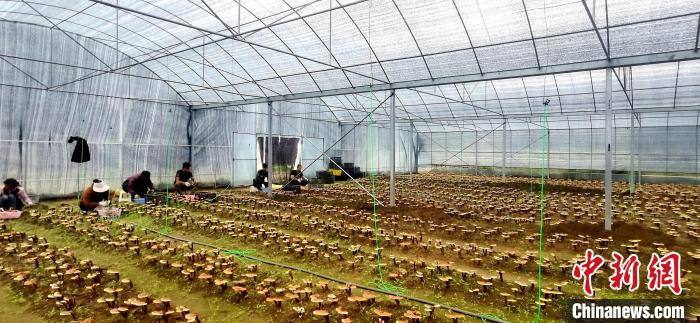 圖為紅太陽科技示范家庭農(nóng)場組織民眾采收靈芝?！∑酱胪喙﹫D