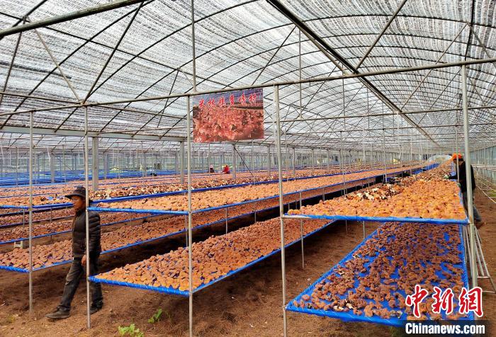 圖為紅太陽科技示范家庭農(nóng)場采收的靈芝?！∑酱胪喙﹫D