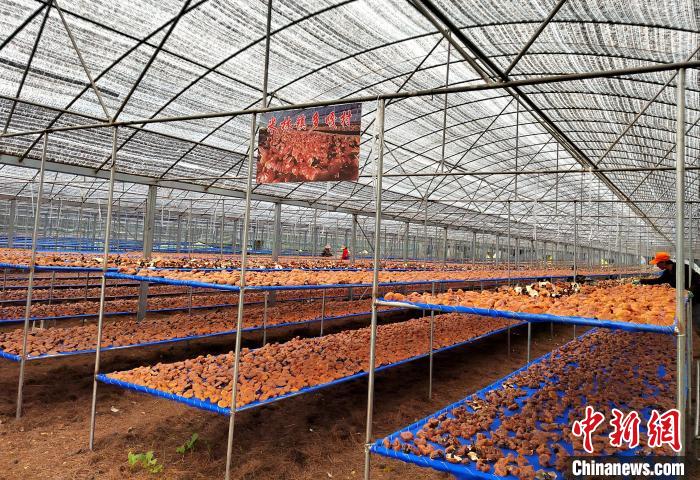 圖為紅太陽科技示范家庭農(nóng)場采收的靈芝?！∑酱胪喙﹫D