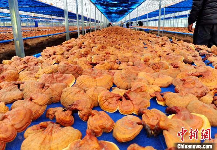 圖為紅太陽科技示范家庭農(nóng)場采收的靈芝。　平措旺青供圖