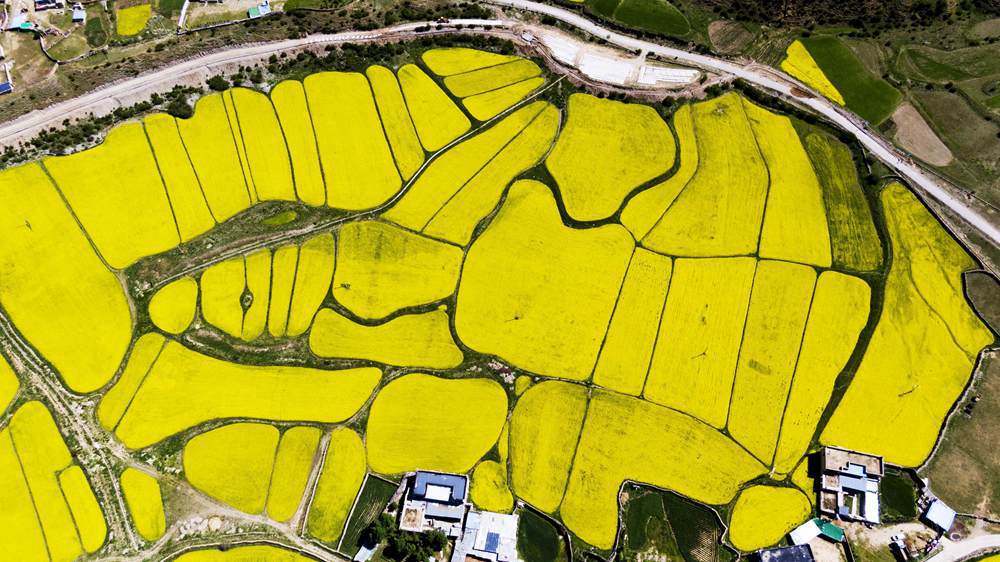 西藏墨竹工卡縣油菜農(nóng)田。