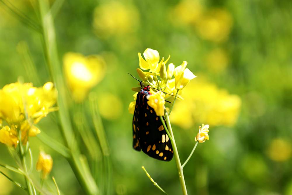 一只蝴蝶停留在油菜花上。