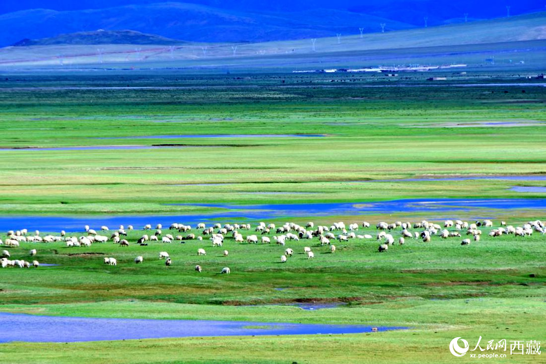 水草豐美的草原，牛羊悠閑覓食。人民網(wǎng) 李海霞攝