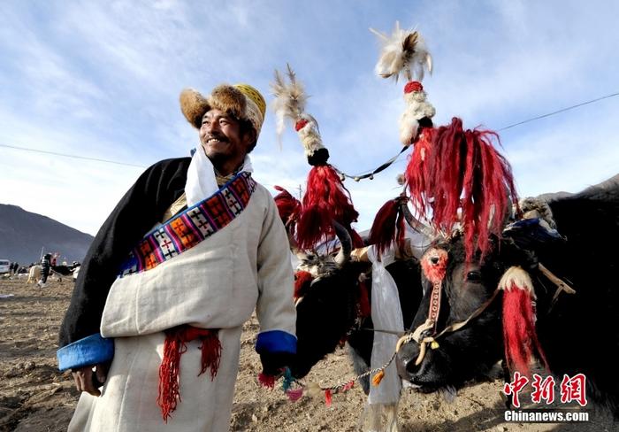 資料圖為2013年3月16日，拉薩市堆龍德慶區(qū)德慶村的農(nóng)民牽著牦牛參加春耕儀式，按照傳統(tǒng)方式由牦牛開第一犁。 <a target='_blank' href='/'><p  align=