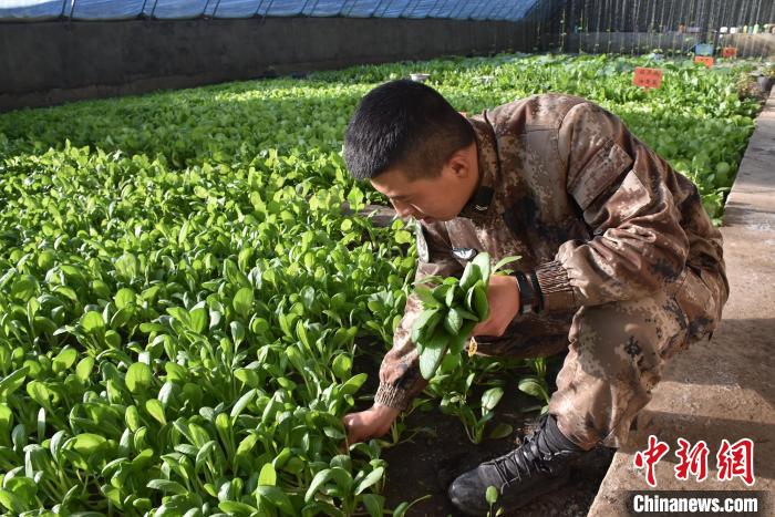圖為阿里軍分區(qū)某邊防團(tuán)官兵在溫室摘菜。　陳嘯岳 攝