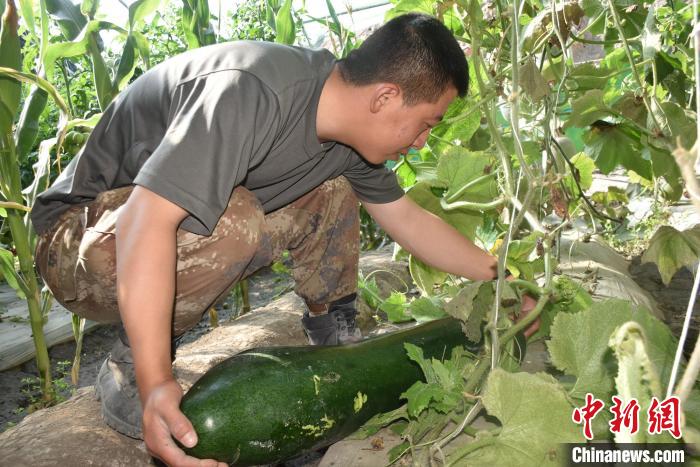 圖為阿里軍分區(qū)某邊防團(tuán)官兵在溫室摘菜?！￡悋[岳 攝