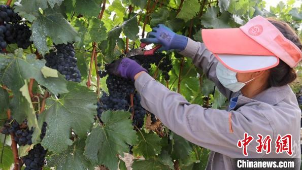 圖為當地村民采摘葡萄?！∩侥仙Ｈ湛h委宣傳部提供