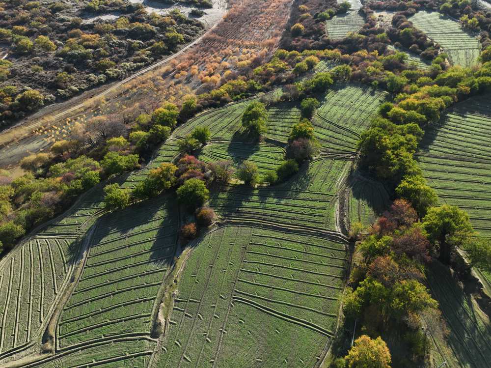 雅魯藏布江畔的高原梯田。