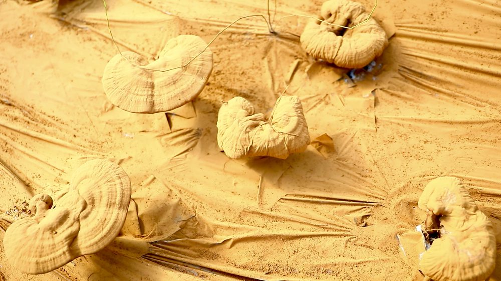 靈芝基地內(nèi)孢子粉布滿(mǎn)塑料膜。