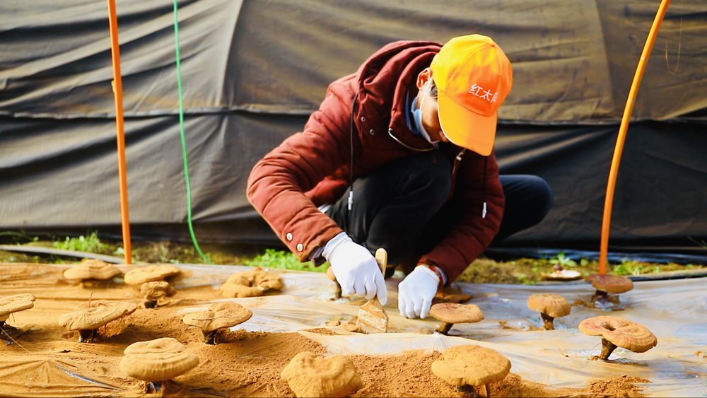 采收靈芝孢子粉。