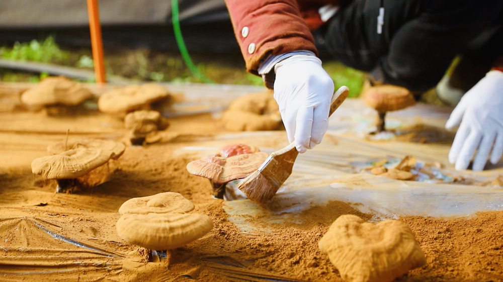 采收靈芝孢子粉。