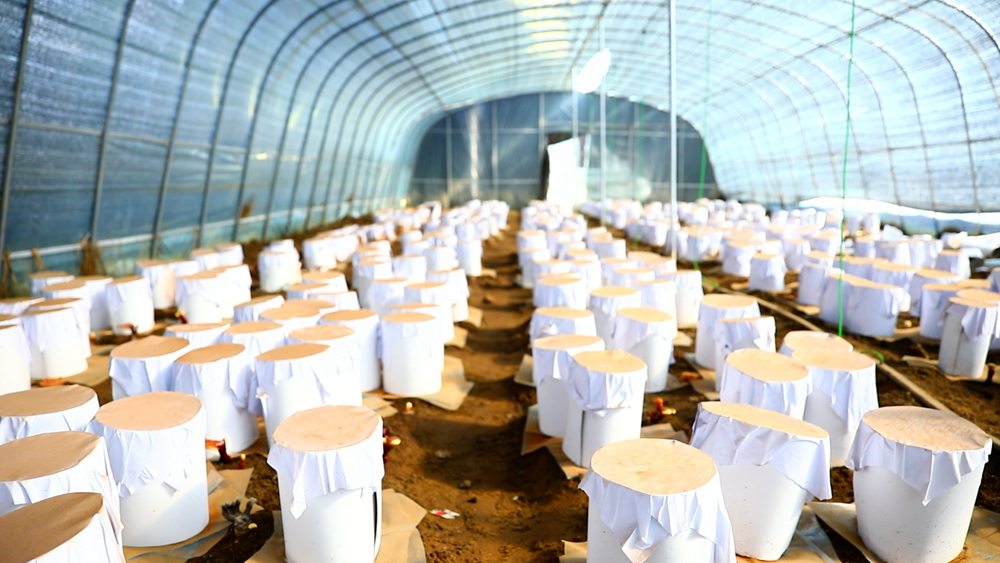 靈芝套袋。